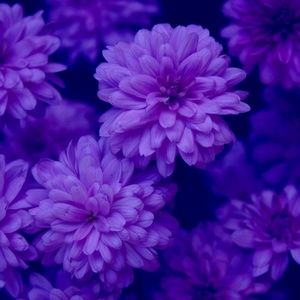 Meet your Posher, Aubrey